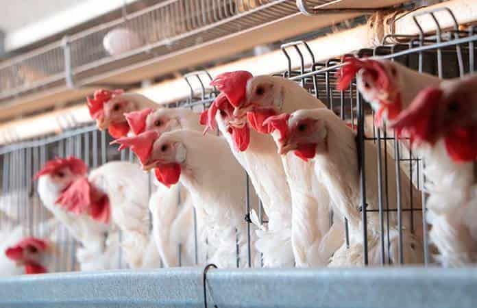 Confirman brotes de gripe aviar en once países de América