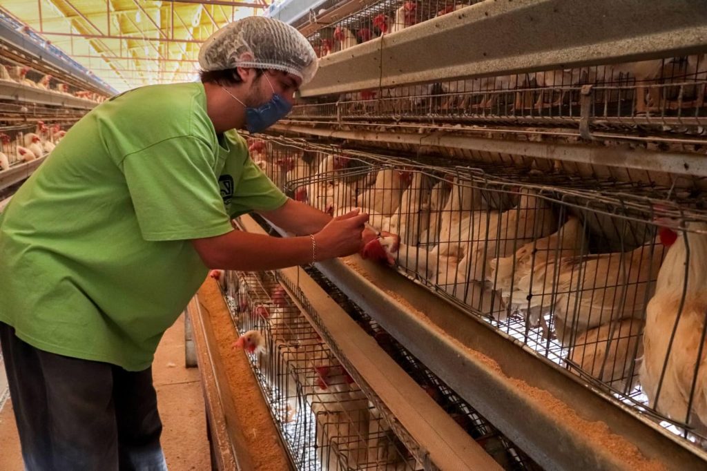 Senasica levanta cuarentena por influenza aviar en Sonora… El brote quedó controlado en su totalidad