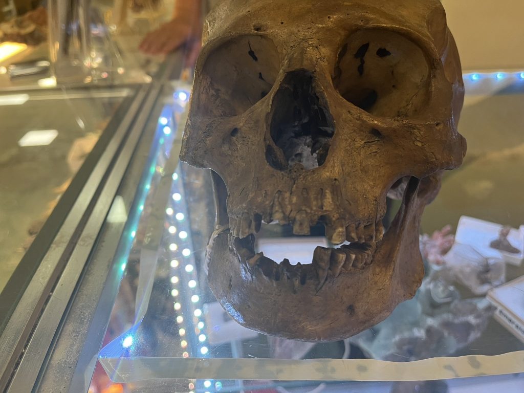 Antropólogo acude a tienda de segunda mano y encuentra un cráneo humano real entre artículos de Halloween
