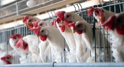 Productores avícolas de Chihuahua refuerzan medidas de bioseguridad por gripe aviar detectada en Sonora