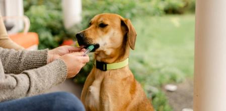 Especialistas de algunos estados de EU analizan enfermedad respiratoria inusual en los perros
