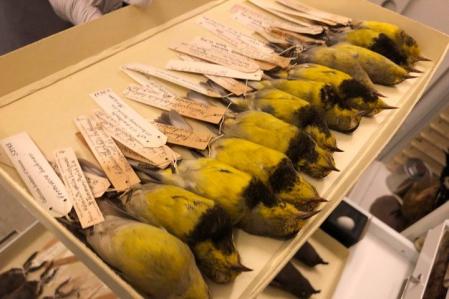 Investigadores calculan que 1,430 especies de aves han desaparecido debido a actividades humanas