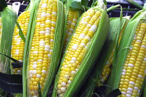EU espera que el próximo Gobierno de México reconsidere la prohibición de maíz transgénico