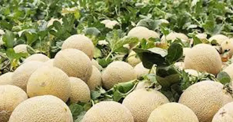 Mueren 8 personas por salmonelosis en Estados Unidos y Canadá por melones cultivados en Sonora