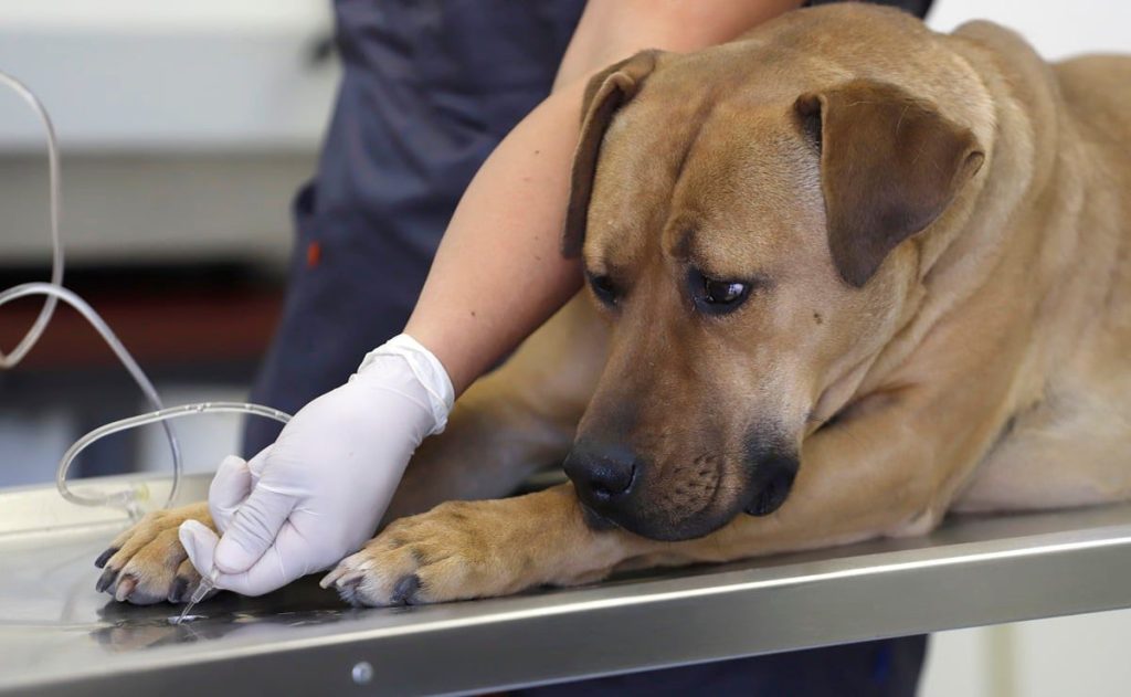 Entra en vigor ley para instalar clínicas veterinarias públicas en todo México
