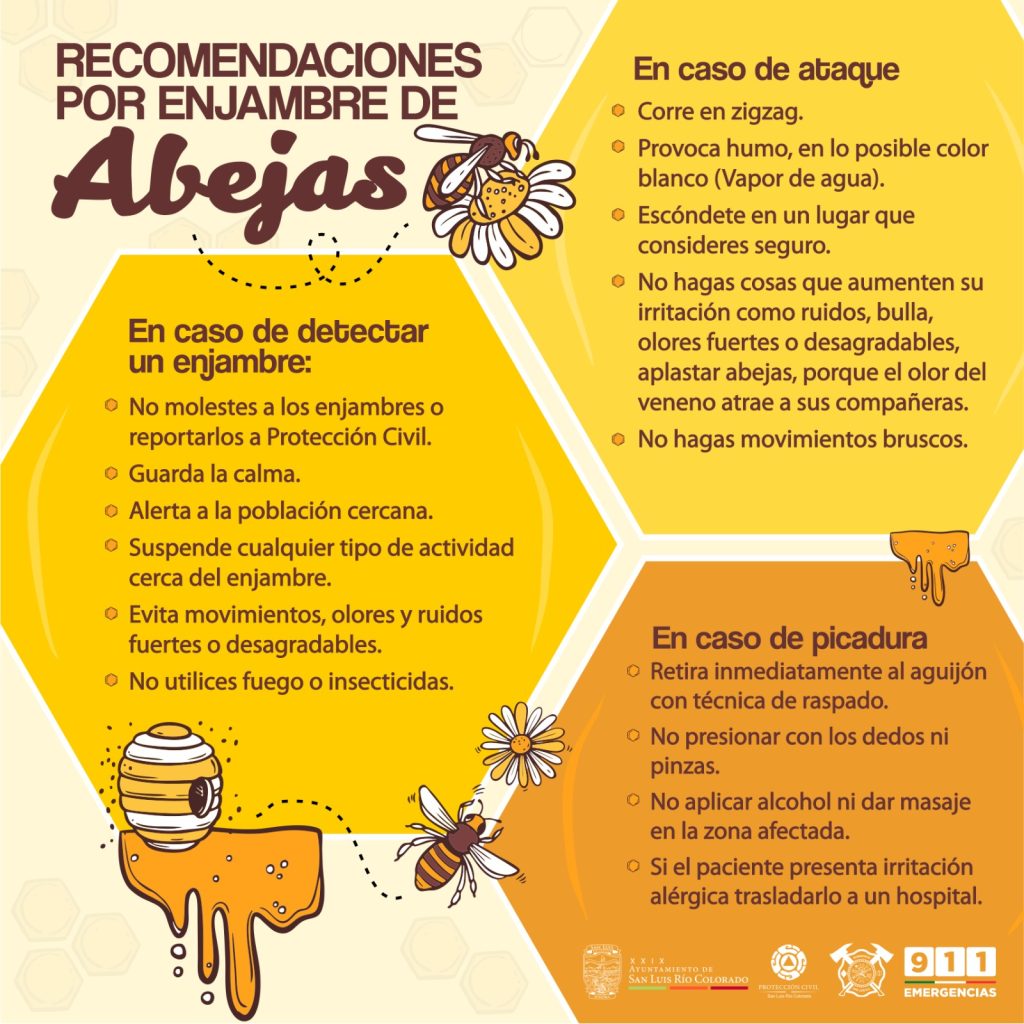 Exhortan a respetar y tener cuidado con enjambres de abejas