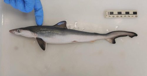Detectan en Brasil tiburones intoxicados con cocaína