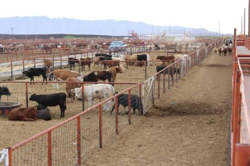 Retiran 4 mil 500 cabezas de ganado de corrales en Ciudad Juárez por suspensión a la importación de ganado