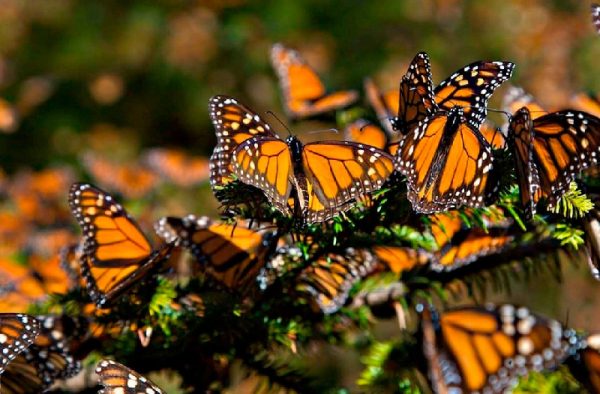 Llegan más mariposas monarca que en 2023 a santuarios de Michoacán