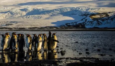 Trump impone aranceles del 10% a dos islas australianas con focas y pingüinos, sin habitantes humanos