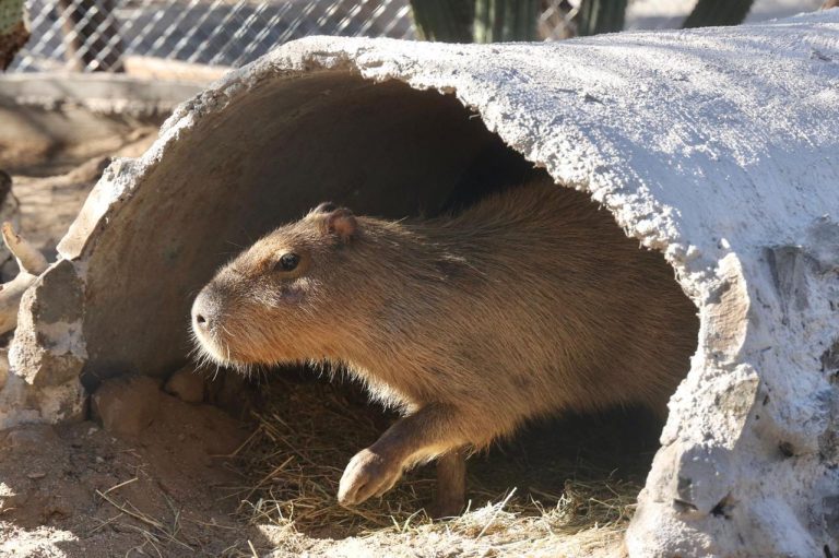 capibara