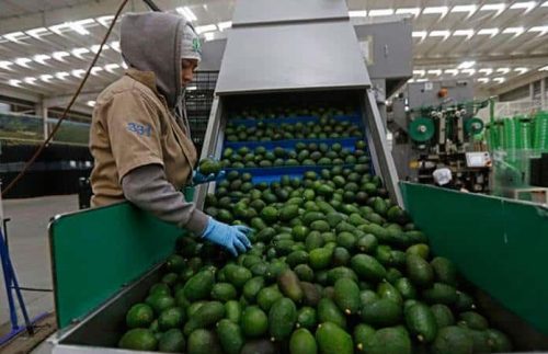 exportacionaguacarte